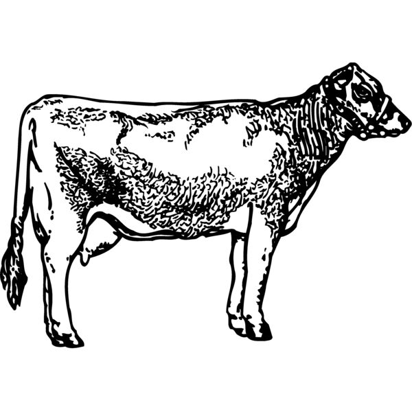 COW033 Thumbnail